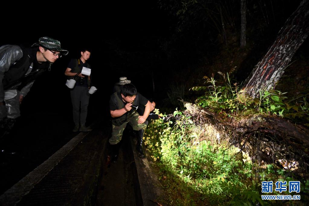 探寻武夷生物秘境——武夷山国家公园全面启动生物资源本底调查