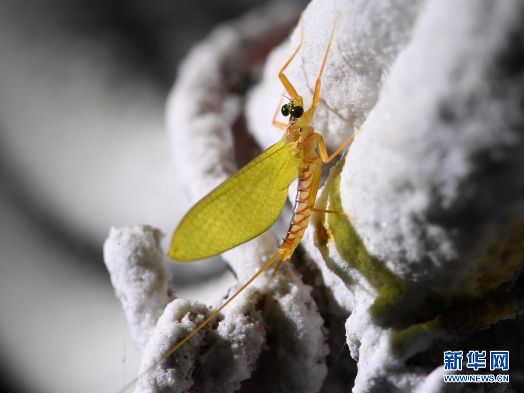 探寻武夷生物秘境——武夷山国家公园全面启动生物资源本底调查