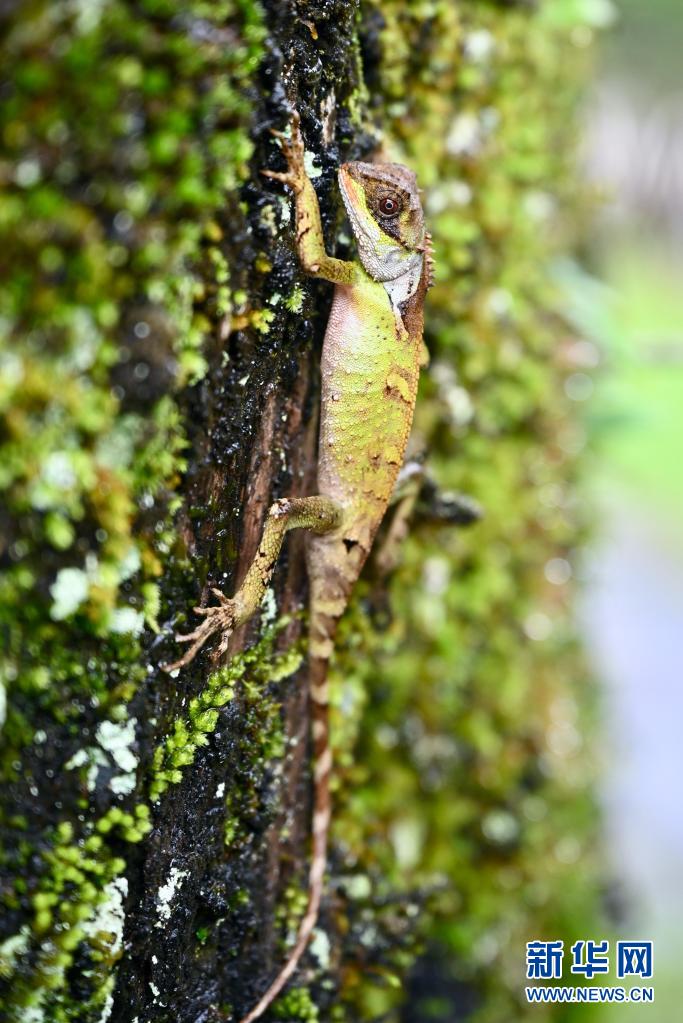 探寻武夷生物秘境——武夷山国家公园全面启动生物资源本底调查