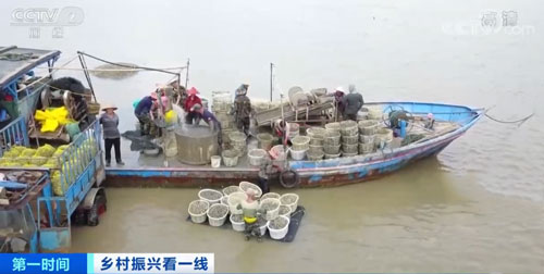 福建连江：又到一年采收季 花蛤大量上市