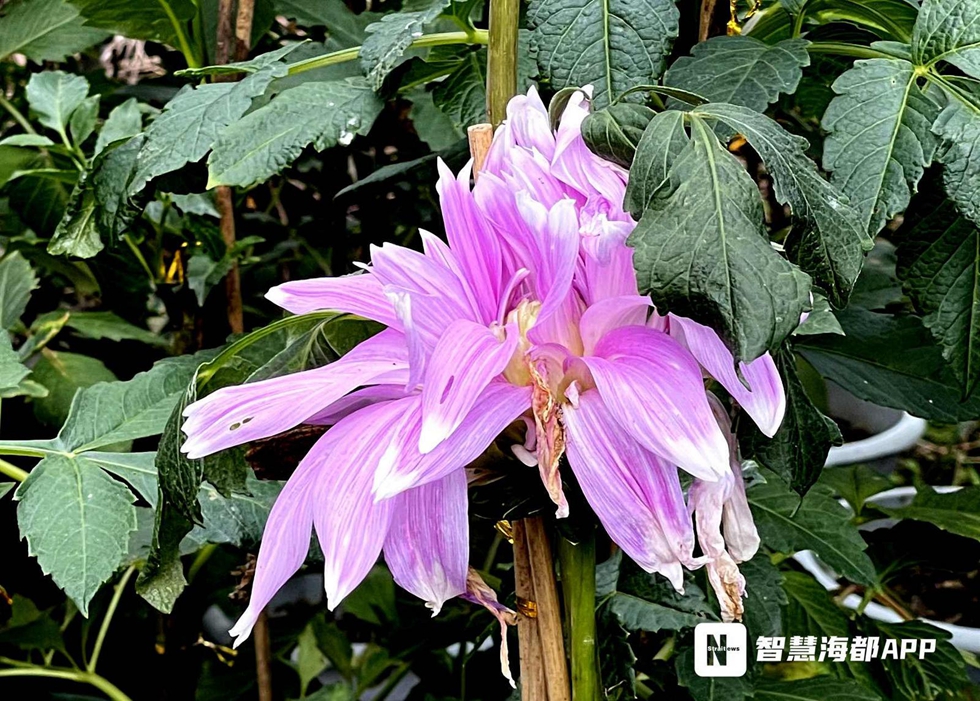 “西域公主”国庆驾临福州西湖，带来别样视觉盛宴