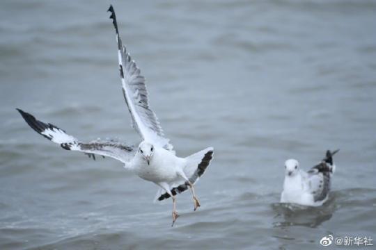 青海湖水体面积增至17年来最大值