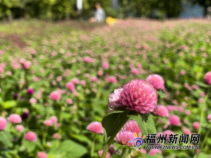 10000平方米！福州“隐藏版”花海现身