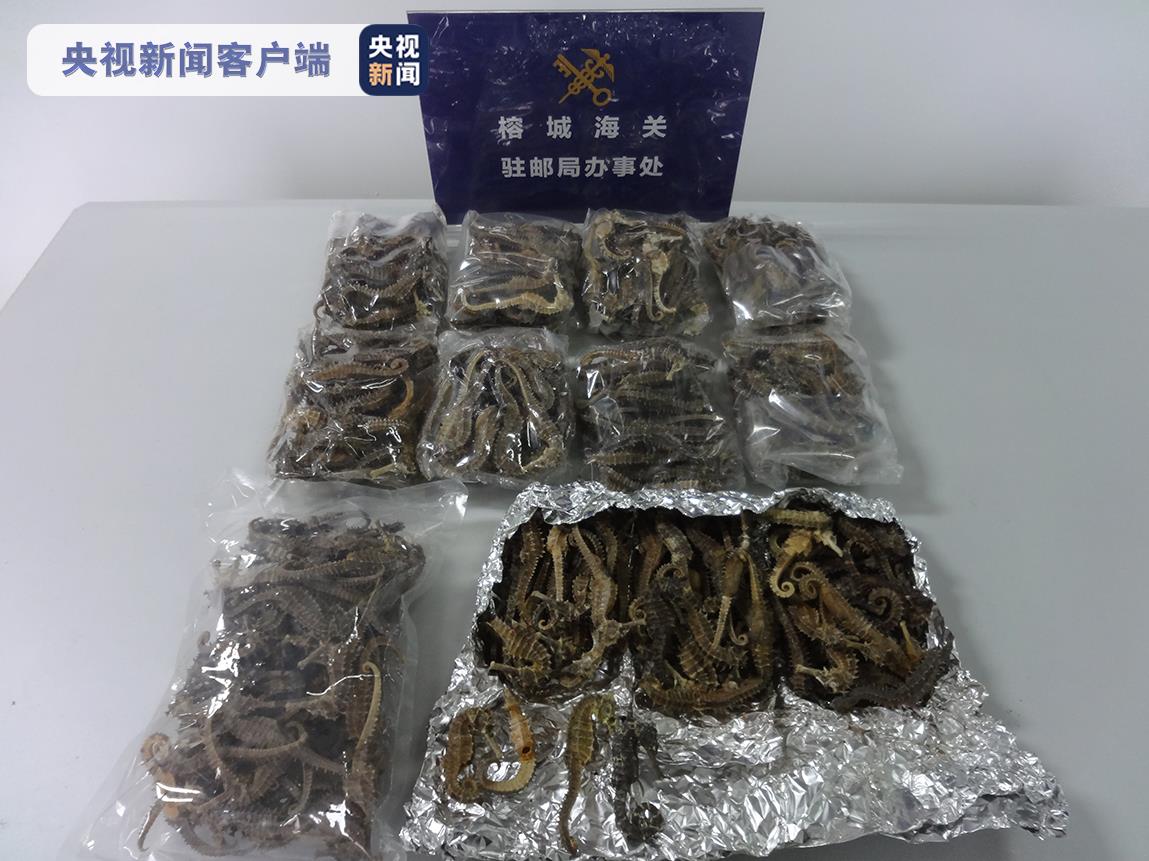 打击濒危物种走私 福建榕城海关查获豹犬牙违禁品