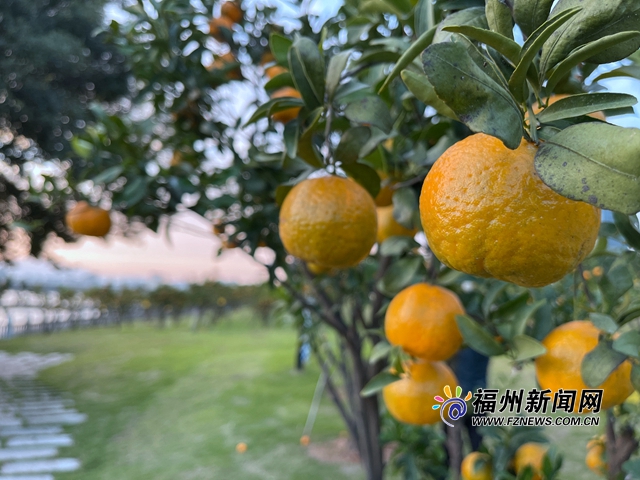 闽江两岸，橘子红了！今年可供科普采摘