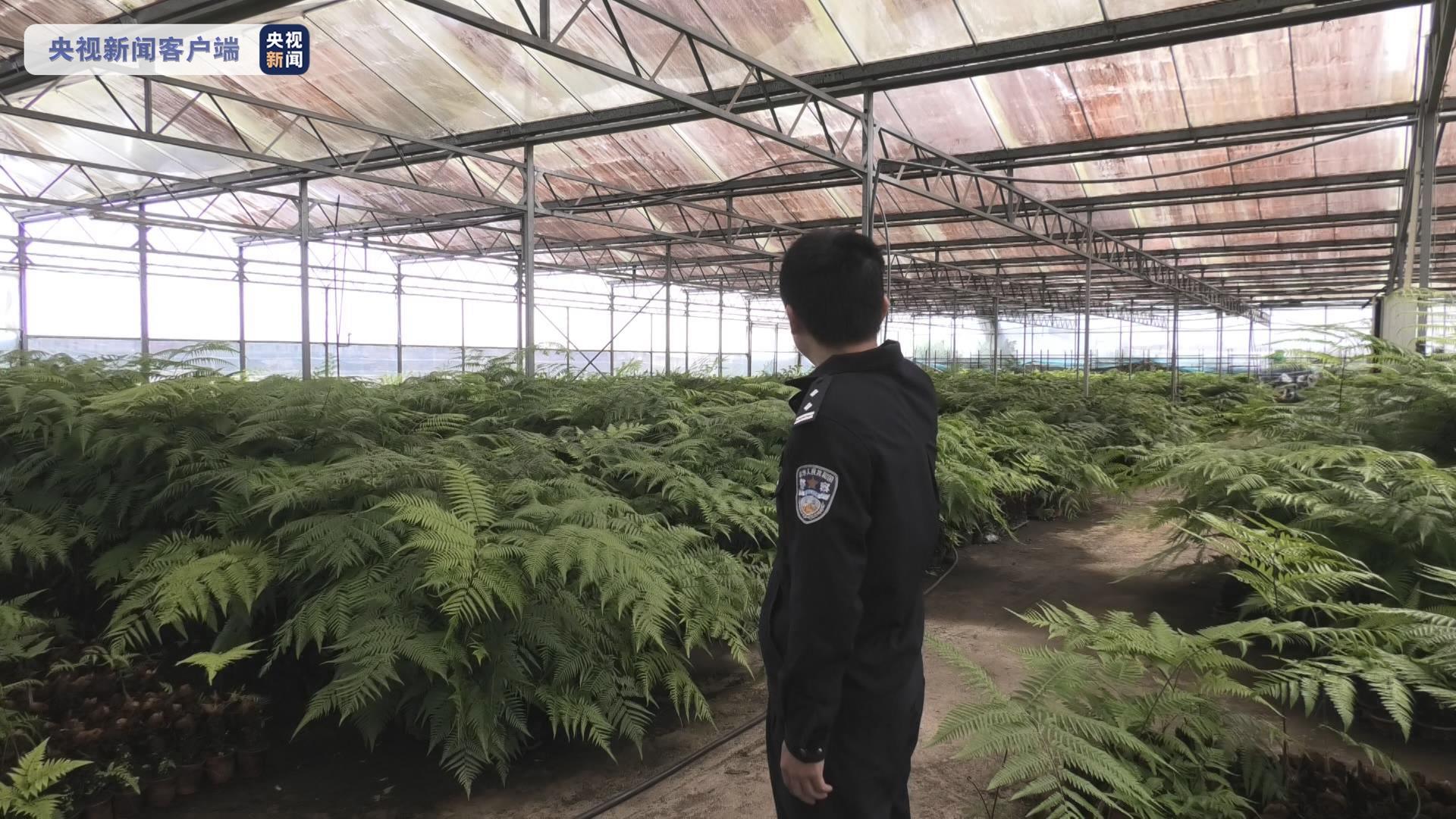 福建龙海警方破获一起特大危害国家重点保护植物案