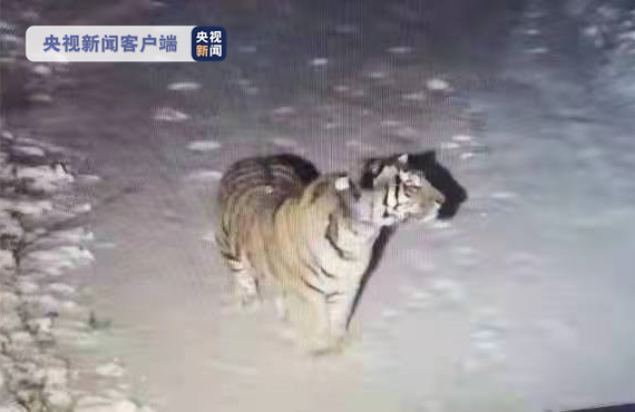 疑似“完达山一号”野生东北虎再现东北虎豹国家公园