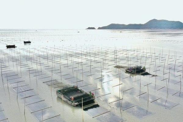 新华全媒+｜福建海上紫菜秋收忙