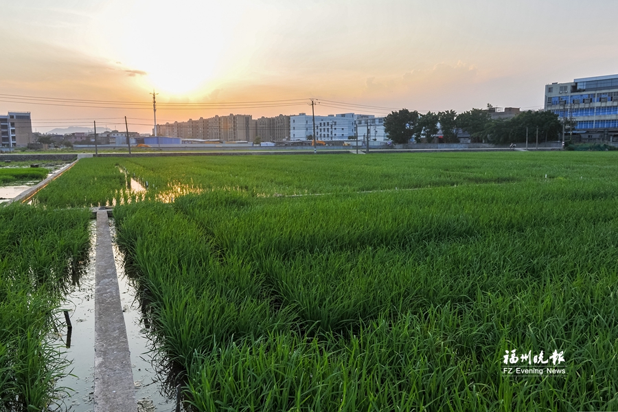 福州城市周边划定6.61万亩永久基本农田　促绿色发展