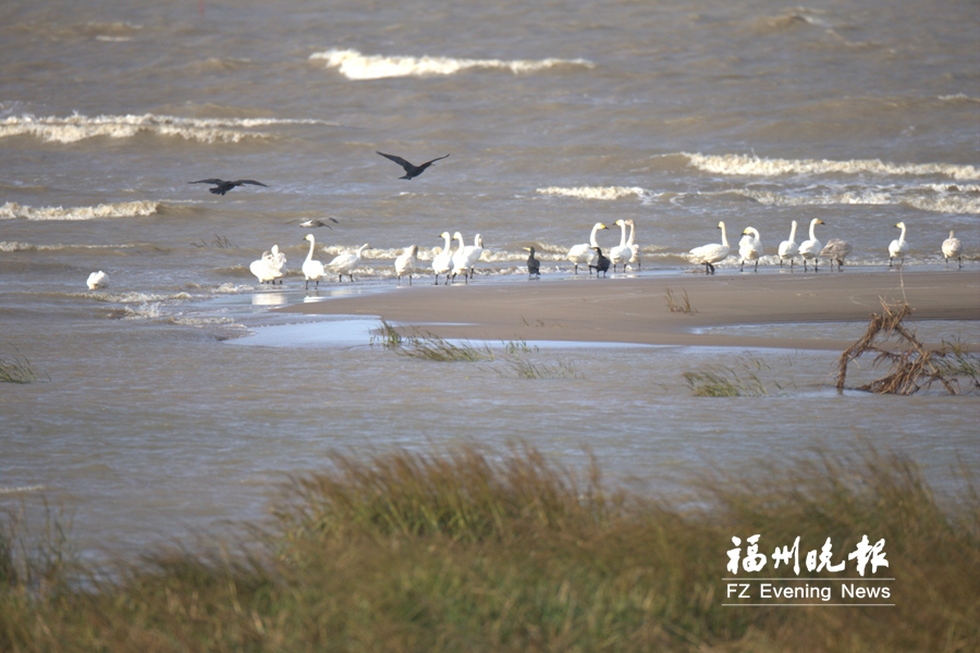 湿地赏生态美景　在闽江河口湿地可观赏黑脸琵鹭