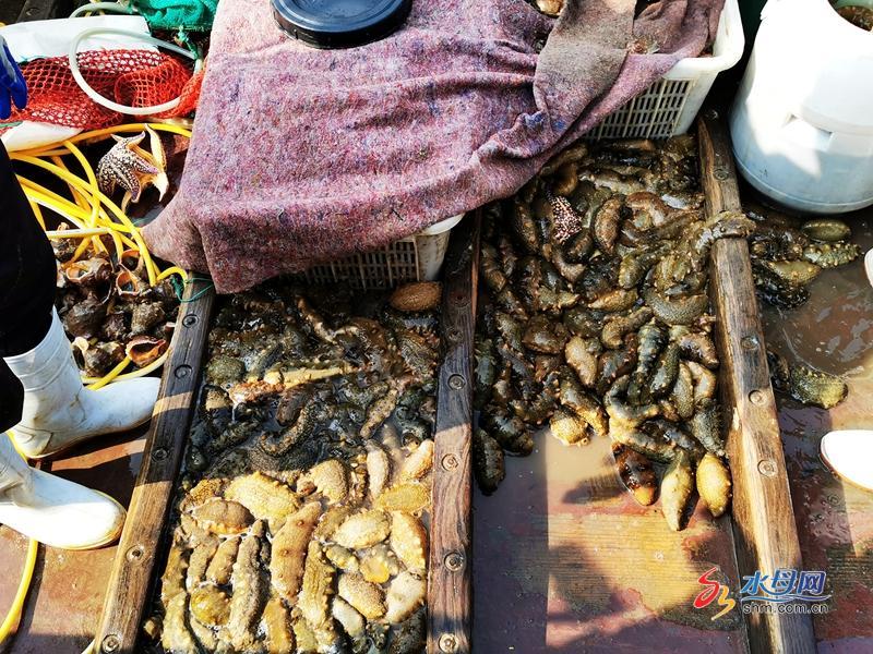 耕海探洋 烟台高新区推进传统海洋渔业转型升级