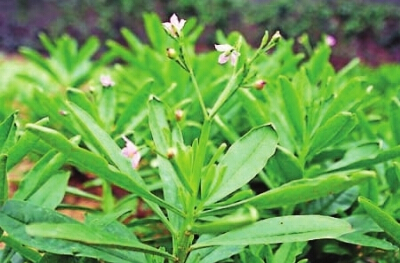 春末夏初榕菜场野菜现身价格不菲　多为人工种植
