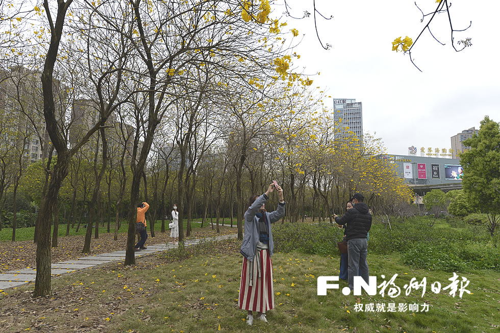 福州市区黄花风铃木争相开放