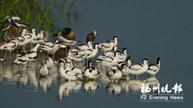 闽江河口湿地进入最佳观鸟季 鹭鸥鸿雁小天鹅回来啦