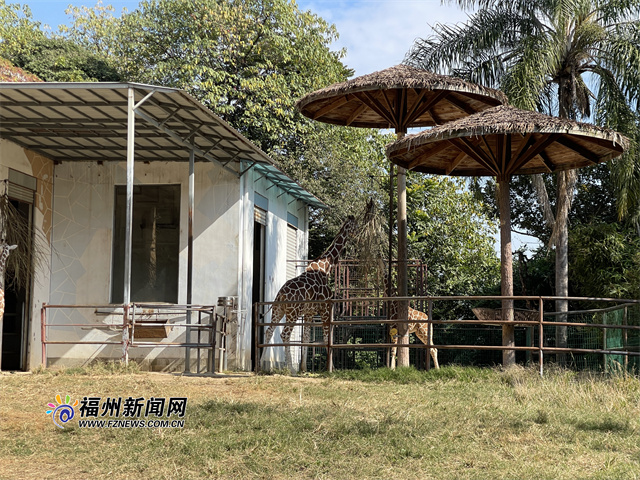 准备“三胎” 动物园长颈鹿要搬家啦