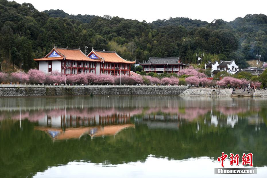 福州千年古刹梅花盛开迎客来