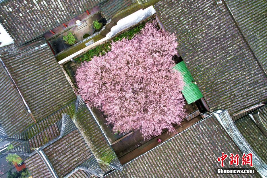 福州千年古刹梅花盛开迎客来