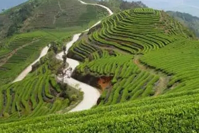 连江开出今年首单茶叶低温指数保险