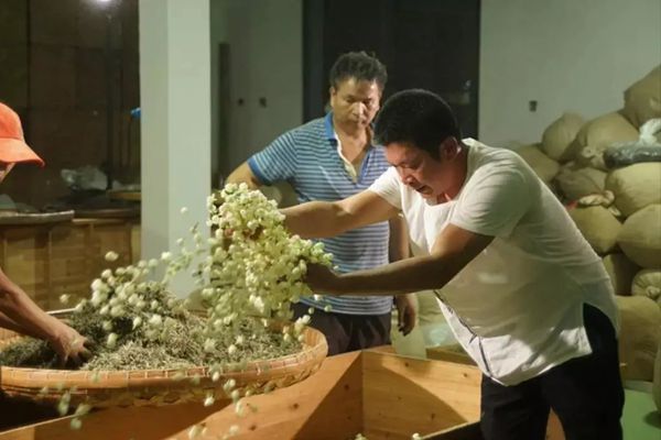 千年茉莉“莫离”福州