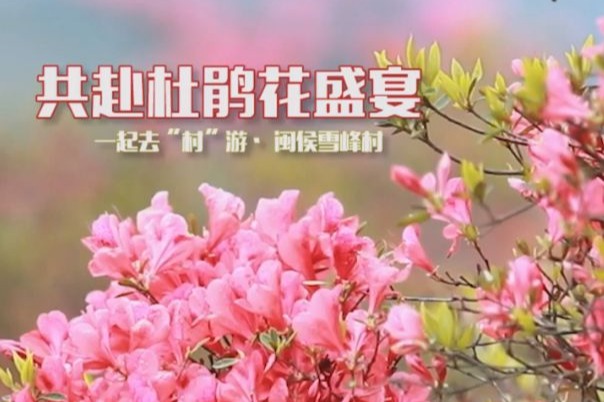 一起去闽侯大湖乡雪峰村赏杜鹃花吧