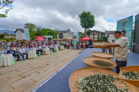 两岸青年共同体验福州茉莉花茶制作工艺 冀携手创新