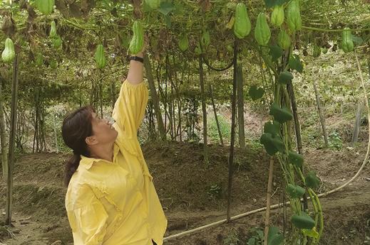 闽侯洋里乡梧溪村支书余小荣：“旅游饭”配佛手瓜 致富村民笑哈哈