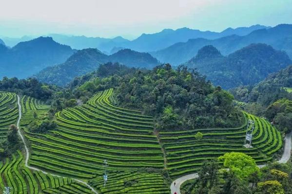 罗源七境茶：昔日贡茶 今朝香飘万里