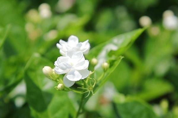 “香”约北京！福州茉莉花茶神州行第二站启动