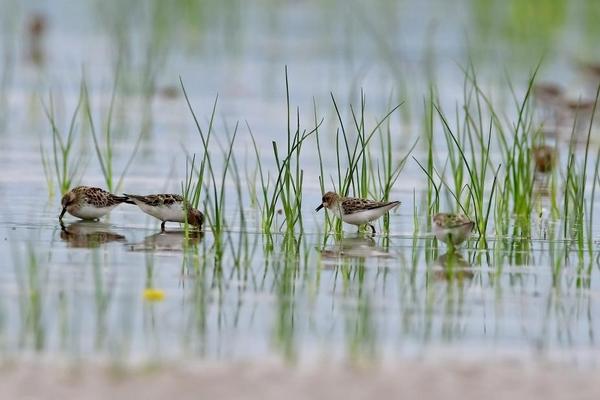 福建：闽江河口湿地迎来大批珍稀鸟类