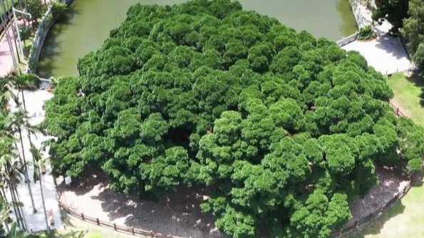 福州颁布新规：危害古树名木 每株最高罚15万元