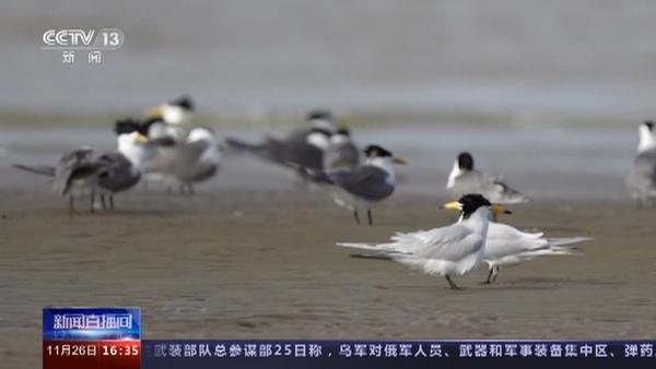 央视关注闽江河口湿地中华凤头燕鸥：“谈情说爱”情意浓