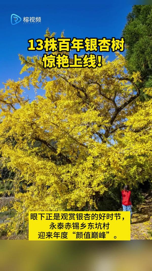 福州13株百年银杏树惊艳上线！
