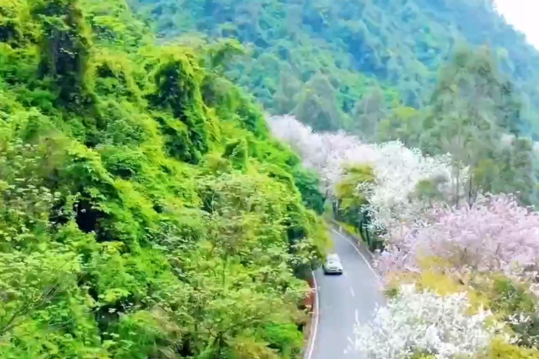 福州：鼓岭羊蹄甲竞相绽放