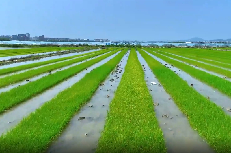 福建福清：春耕正忙 确保粮食稳产