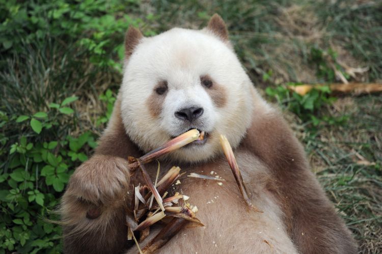 大熊猫还有棕色的？！生物多样性超乎你想象