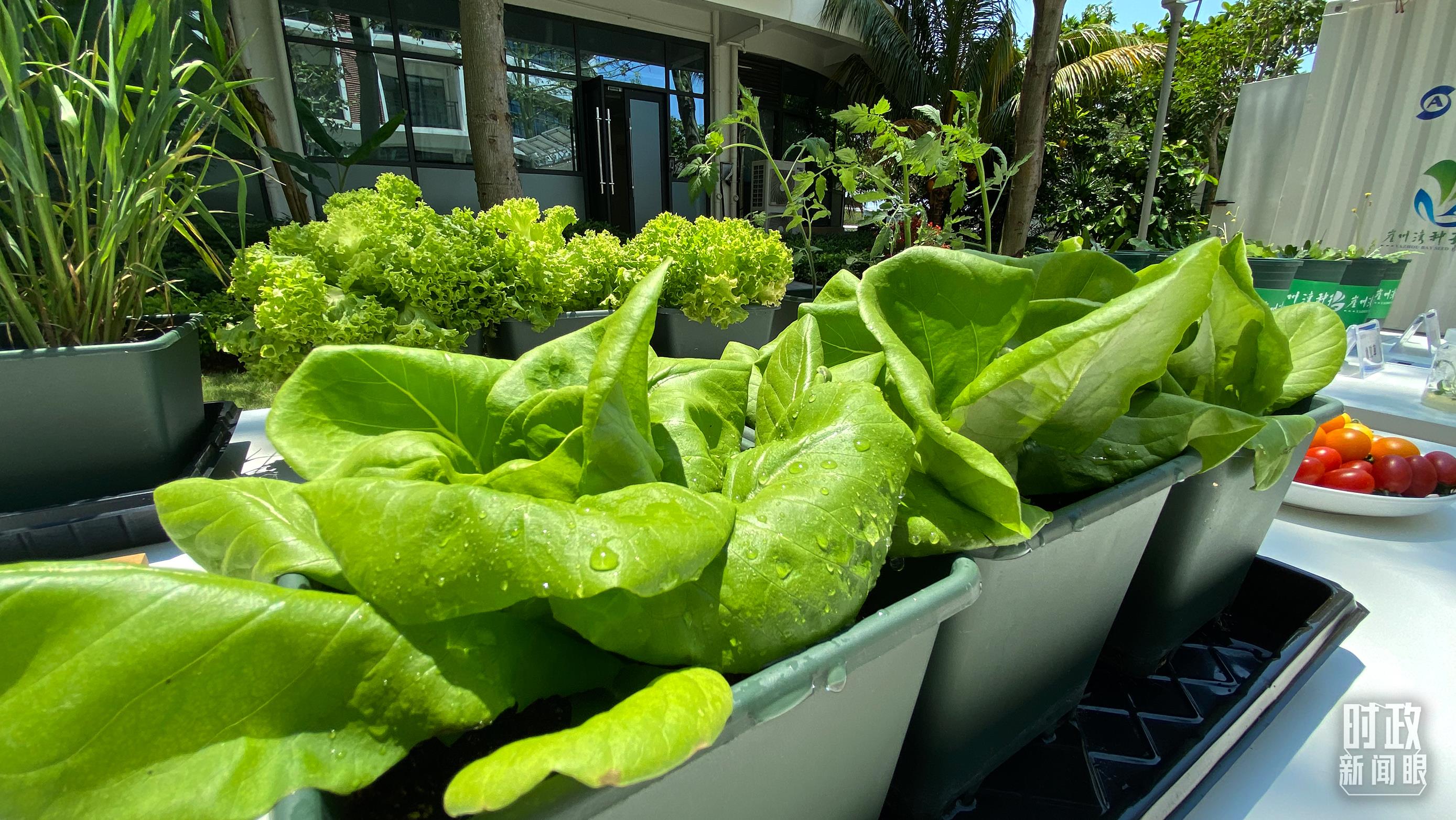 时政新闻眼丨习近平赴海南考察第一天，重点关注这两件国之大事