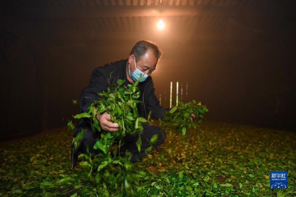 武夷山繁忙制茶季
