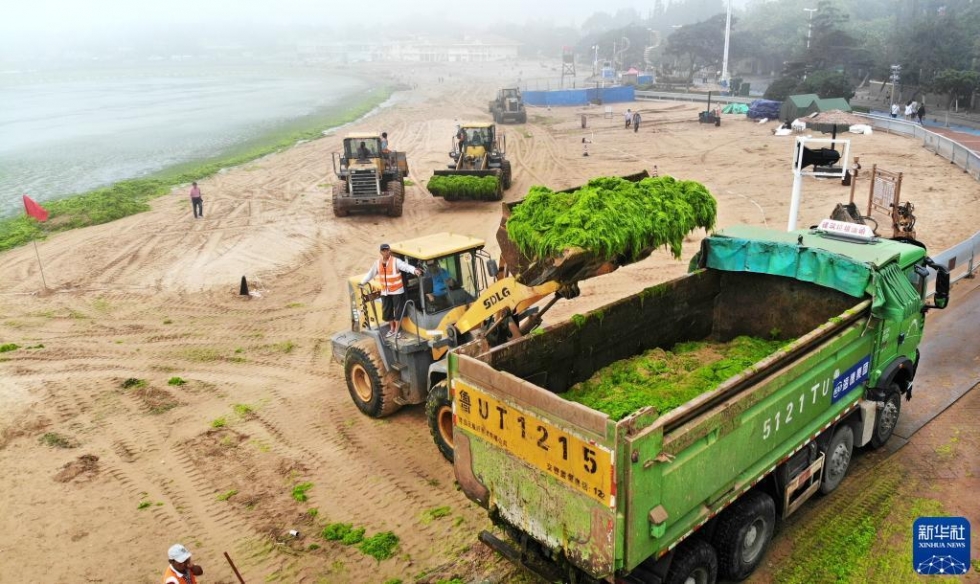浒苔登陆青岛 积极清理应对