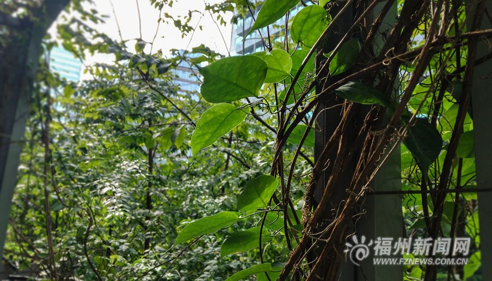 庆城社区的冬日春曲：蔓延在空中的盎然绿意