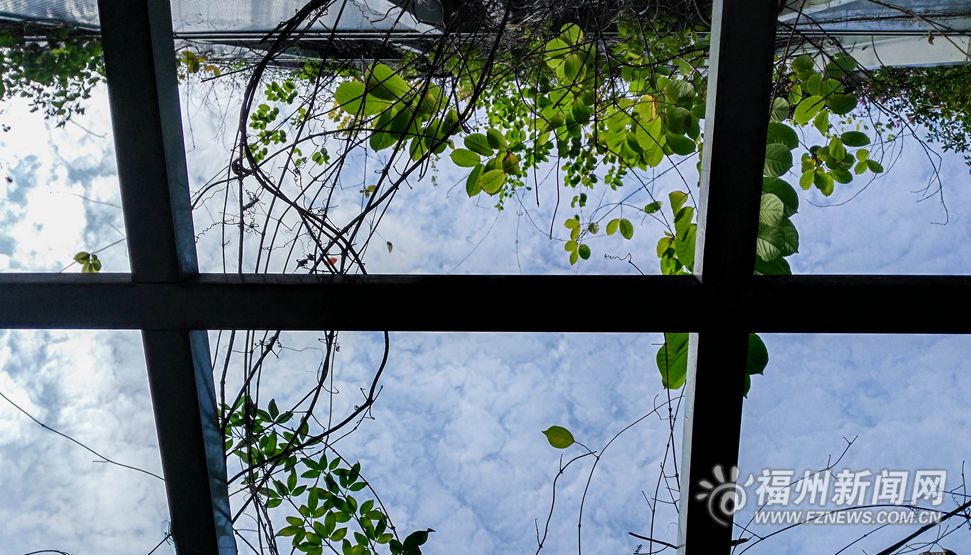 庆城社区的冬日春曲：蔓延在空中的盎然绿意