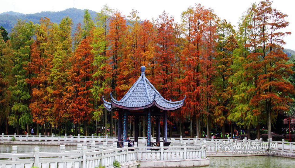 爱上福州城：在冬日来一场“望枫”之旅