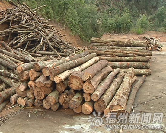 闽侯竹岐乡数亩生态林遭砍伐　林业部门明令禁止