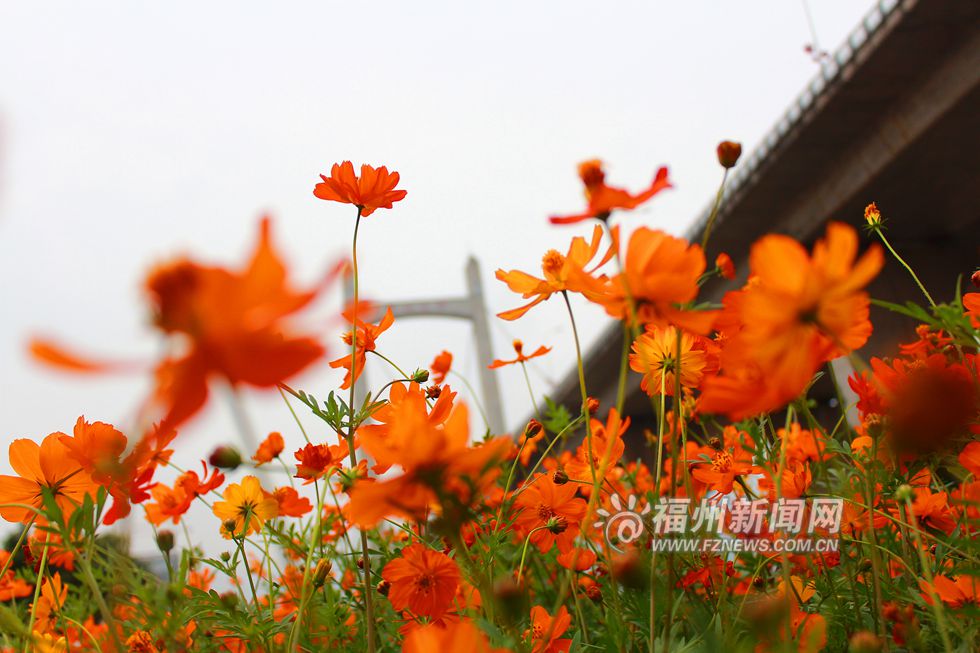 爱上福州城:初夏花海公园 5万多平方米硫华菊花开正闹