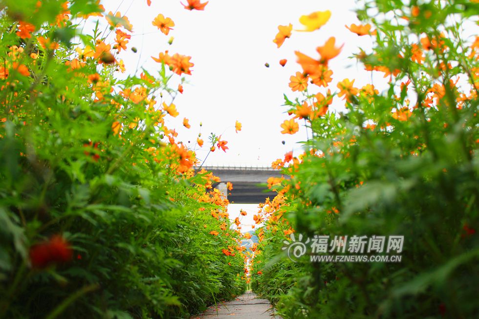 爱上福州城:初夏花海公园 5万多平方米硫华菊花开正闹