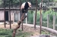大熊猫爬树偷看隔壁