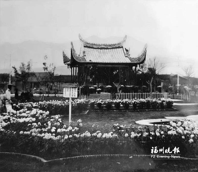 哈佛大学图书馆网站发现旧照片 再现百年前西湖公园菊展