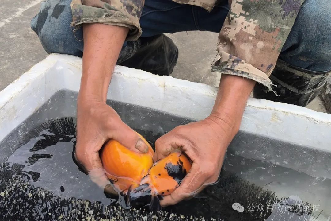 追新看点丨金鱼也坐月子？这些奇奇怪怪的动物冷知识你知道多少？