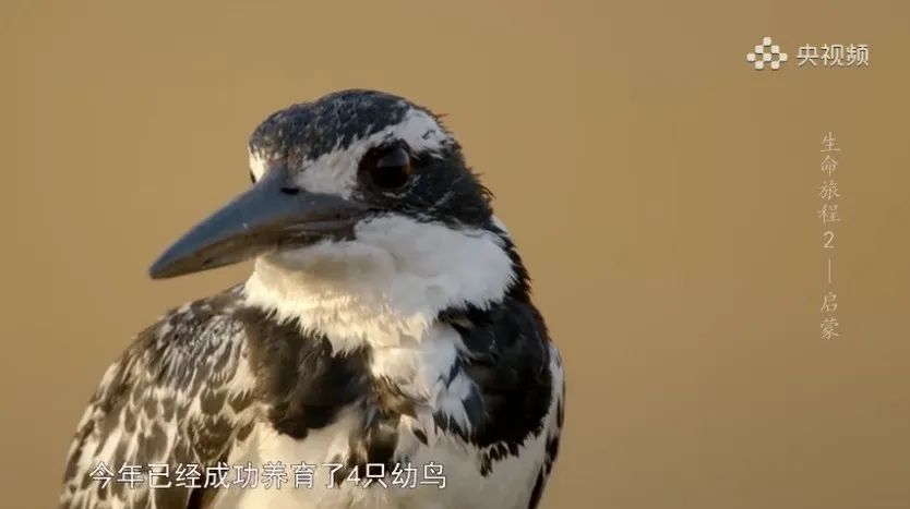 追新看点丨金鱼也坐月子？这些奇奇怪怪的动物冷知识你知道多少？