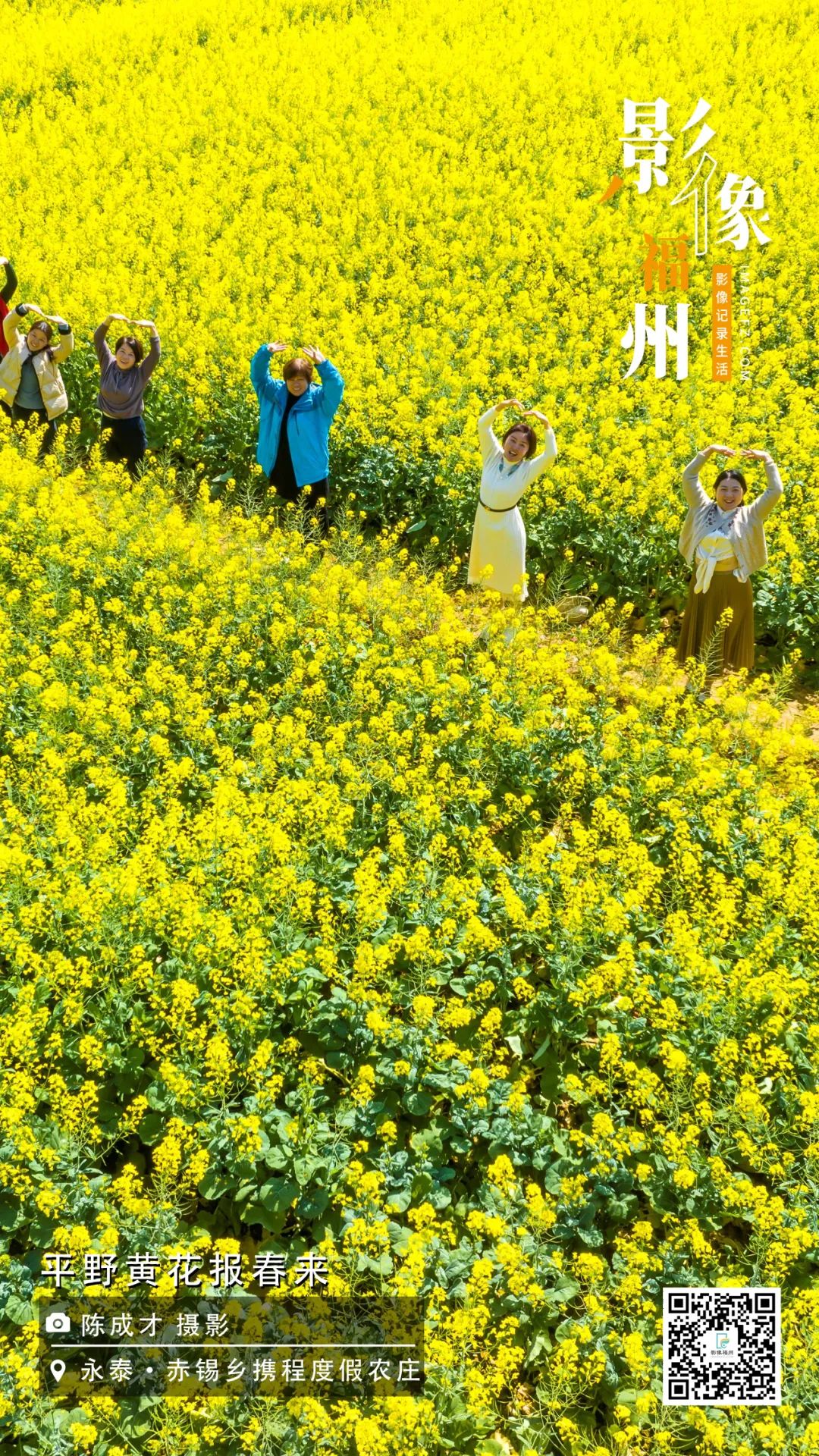 影像福州｜平野黄花报春来