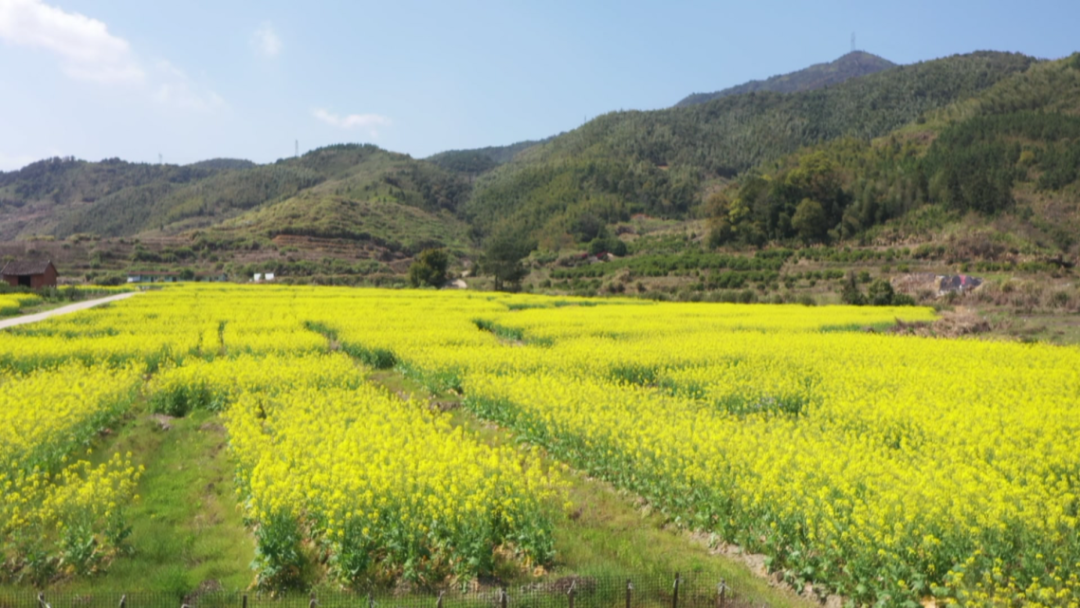 罗源中房镇下湖村：油菜花开满地黄 百亩花海迎客来